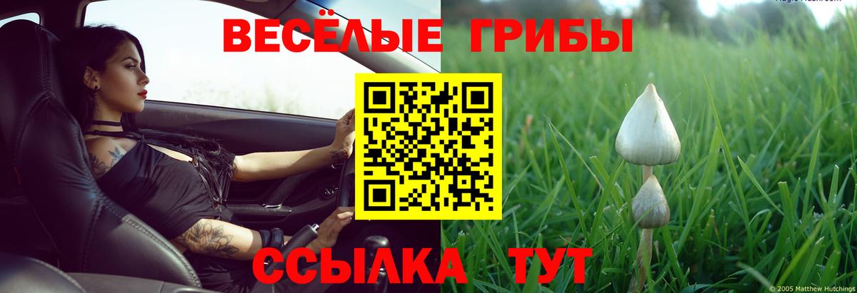 Псилоцибиновые грибы Psilocybe Урюпинск